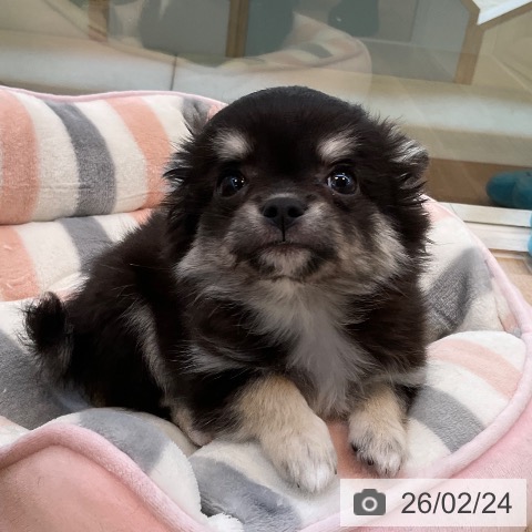 福岡県のチワワ(ロング) (ペットプラス ららぽーと福岡店/2025年12月3日生まれ/女の子/ブラックタンホワイト)の子犬の3枚目の画像