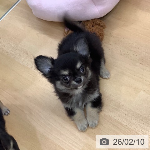 長野県のチワワ(ロング) (ペットプラス 松本店/2025年12月3日生まれ/男の子/ブラックタンホワイト)の子犬の3枚目の画像