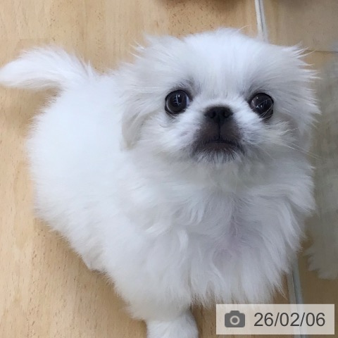 福岡県のペキニーズ (ペットプラス 福岡店/2025年11月27日生まれ/男の子/ホワイト)の子犬の4枚目の画像