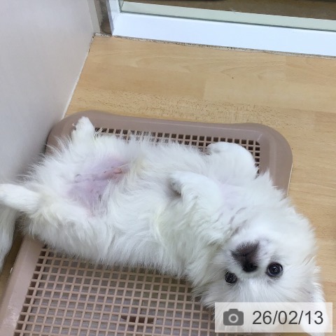福岡県のペキニーズ (ペットプラス 福岡店/2025年11月27日生まれ/男の子/ホワイト)の子犬の3枚目の画像