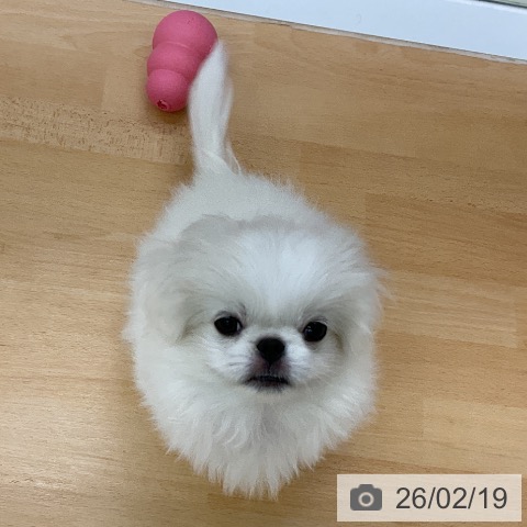 福岡県のペキニーズ (ペットプラス 福岡店/2025年11月27日生まれ/男の子/ホワイト)の子犬の3枚目の画像