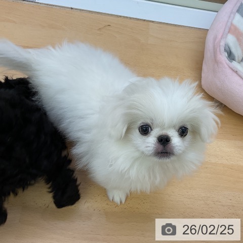 福岡県のペキニーズ (ペットプラス 福岡店/2025年11月27日生まれ/男の子/ホワイト)の子犬の3枚目の画像