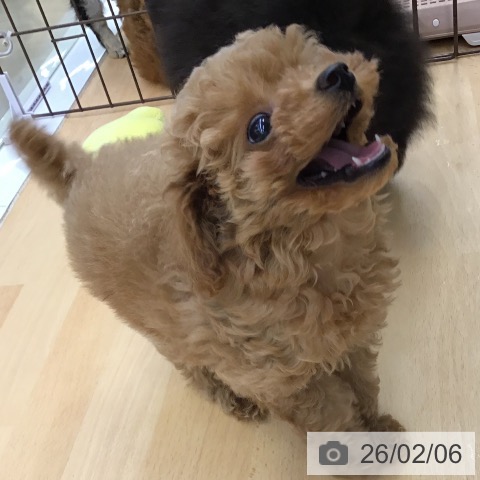 福岡県のトイプードル(トイ) (ペットプラス 福岡店/2025年12月1日生まれ/女の子/アプリコット)の子犬の3枚目の画像