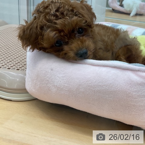 福岡県のトイプードル(トイ) (ペットプラス 福岡店/2025年12月4日生まれ/男の子/レッド)の子犬の4枚目の画像