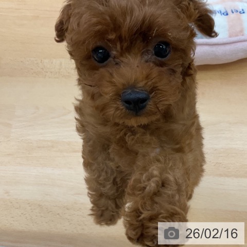 福岡県のトイプードル(トイ) (ペットプラス 福岡店/2025年12月4日生まれ/男の子/レッド)の子犬の3枚目の画像
