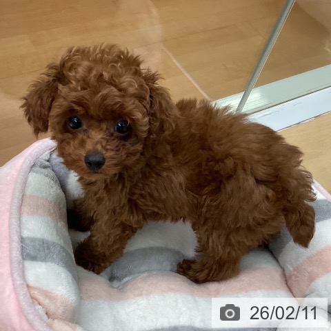 福岡県のトイプードル(トイ) (ペットプラス 黒崎店/2025年12月4日生まれ/女の子/レッド)の子犬の3枚目の画像