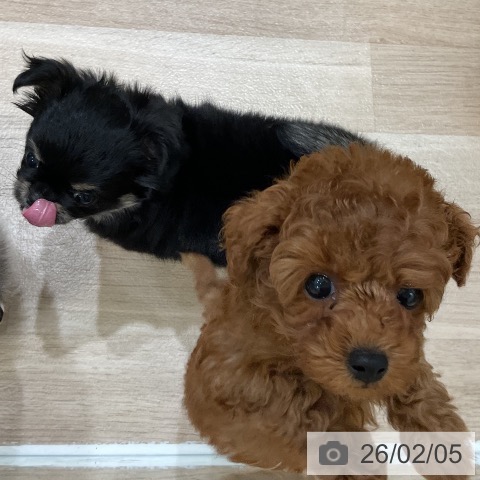 福岡県のトイプードル(トイ) (ペットプラス 香椎浜店/2025年12月4日生まれ/女の子/レッド)の子犬の4枚目の画像