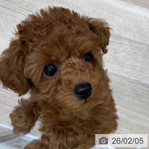 福岡県のトイプードル(トイ) (ペットプラス 香椎浜店/2025年12月4日生まれ/女の子/レッド)の子犬の3枚目の画像