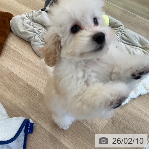 福岡県のトイプードル(トイ) (ペットプラス ららぽーと福岡店/2025年11月30日生まれ/男の子/ホワイト)の子犬の3枚目の画像