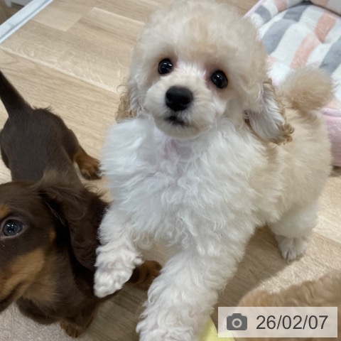 トイ・プードルの写真