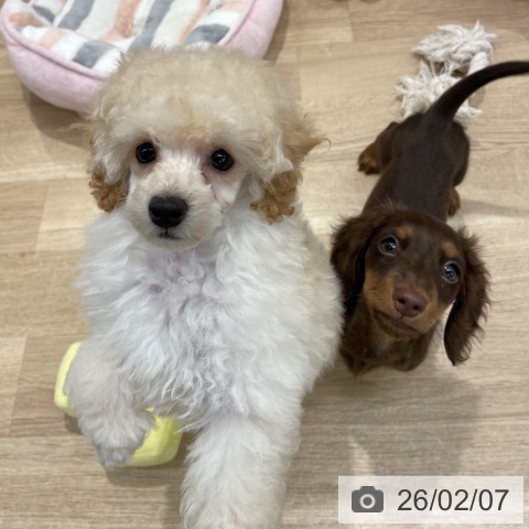 トイ・プードルの写真