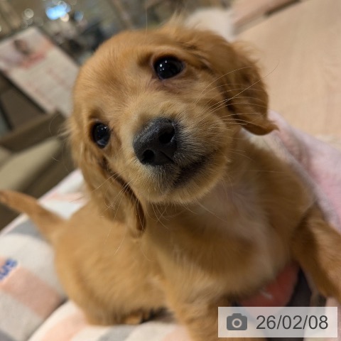 ミニチュア・ダックスフンドの写真