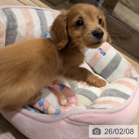 神奈川県のミニチュアダックスフンド(ロング) (ペットプラス 川崎ルフロン店/2025年12月4日生まれ/男の子/ゴールド)の子犬の4枚目の画像