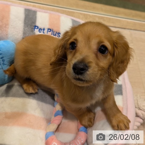 神奈川県のミニチュアダックスフンド(ロング) (ペットプラス 川崎ルフロン店/2025年12月4日生まれ/男の子/ゴールド)の子犬の3枚目の画像