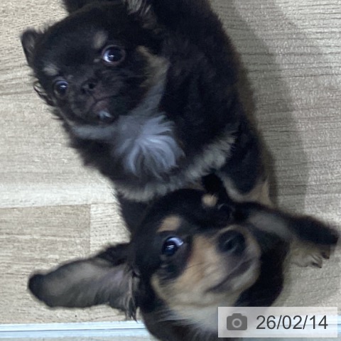 宮城県のミニチュアダックスフンド(ロング) (ペットプラス 仙台泉大沢店/2025年12月4日生まれ/男の子/ブラックイエロー)の子犬の4枚目の画像