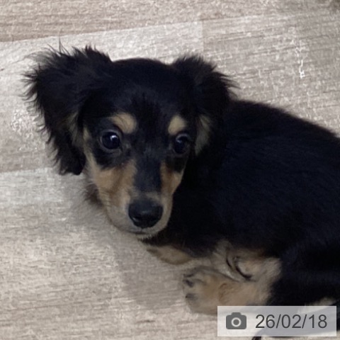 宮城県のミニチュアダックスフンド(ロング) (ペットプラス 仙台泉大沢店/2025年12月4日生まれ/男の子/ブラックイエロー)の子犬の3枚目の画像