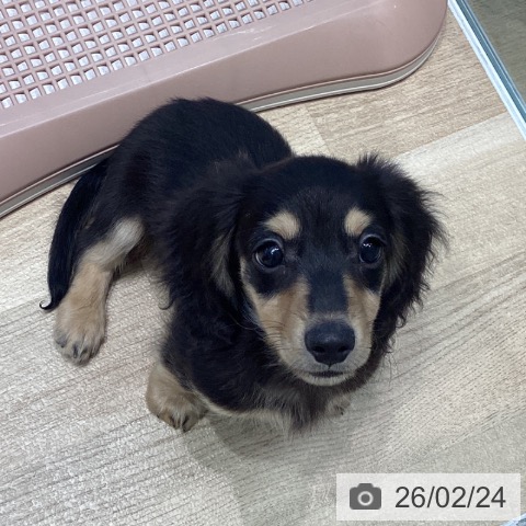 宮城県のミニチュアダックスフンド(ロング) (ペットプラス 仙台泉大沢店/2025年12月4日生まれ/男の子/ブラックイエロー)の子犬の3枚目の画像