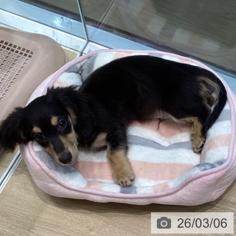 宮城県のミニチュアダックスフンド(ロング) (ペットプラス 仙台泉大沢店/2025年12月4日生まれ/男の子/ブラックイエロー)の子犬の3枚目の画像