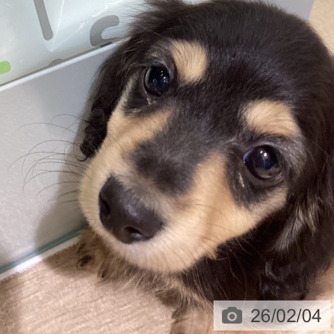 ミニチュア・ダックスフンドの写真