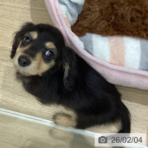 ミニチュア・ダックスフンドの写真