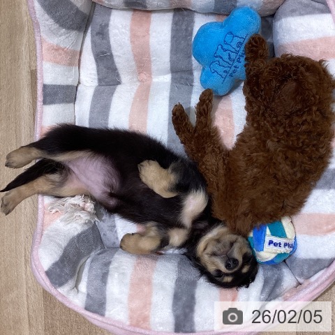 東京都のミニチュアダックスフンド(ロング) (ペットプラス MARK IS 葛飾かなまち店/2025年12月4日生まれ/女の子/ブラックイエロー)の子犬の3枚目の画像