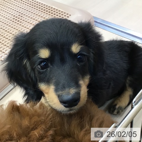 ミニチュア・ダックスフンドの写真