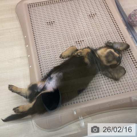 東京都のミニチュアダックスフンド(ロング) (ペッツワン 南砂町SUNAMO店/2025年12月4日生まれ/男の子/ブラックタン)の子犬の3枚目の画像