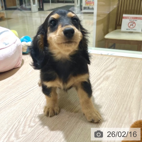 東京都のミニチュアダックスフンド(ロング) (ペットプラス 板橋店/2025年12月4日生まれ/女の子/ブラックタン)の子犬の4枚目の画像