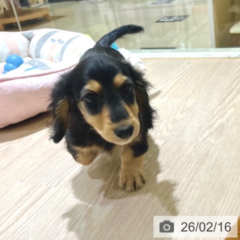 東京都のミニチュアダックスフンド(ロング) (ペットプラス 板橋店/2025年12月4日生まれ/女の子/ブラックタン)の子犬の3枚目の画像