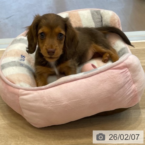 ミニチュア・ダックスフンドの写真