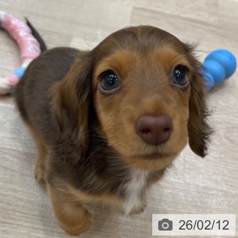 神奈川県のミニチュアダックスフンド(ロング) (ペットプラス テラスモール湘南店/2025年12月4日生まれ/女の子/チョコレートタン)の子犬の4枚目の画像