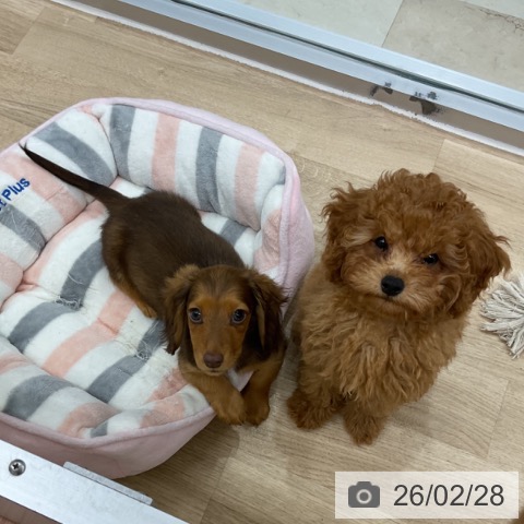 神奈川県のミニチュアダックスフンド(ロング) (ペットプラス アミーゴ藤沢店/2025年12月4日生まれ/女の子/チョコレートタン)の子犬の4枚目の画像