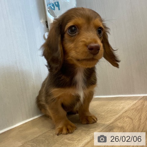 ミニチュア・ダックスフンドの写真