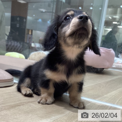 ミニチュア・ダックスフンドの写真