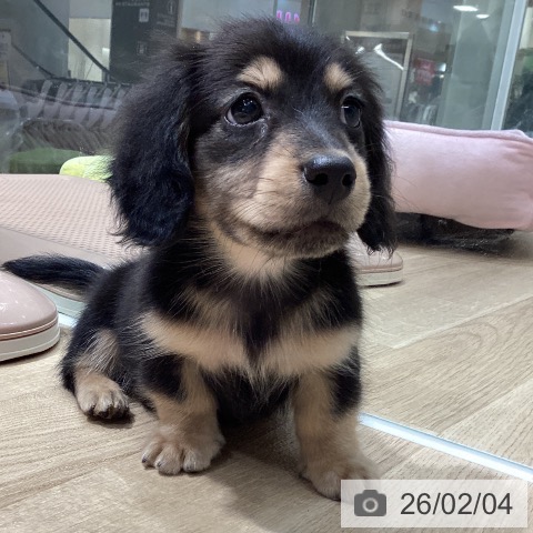 ミニチュア・ダックスフンドの写真