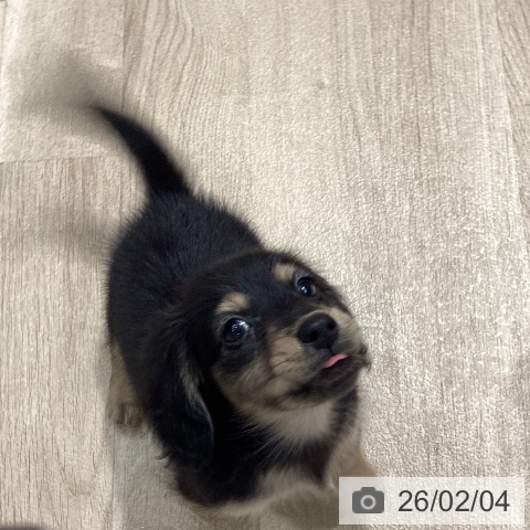 ミニチュア・ダックスフンドの写真