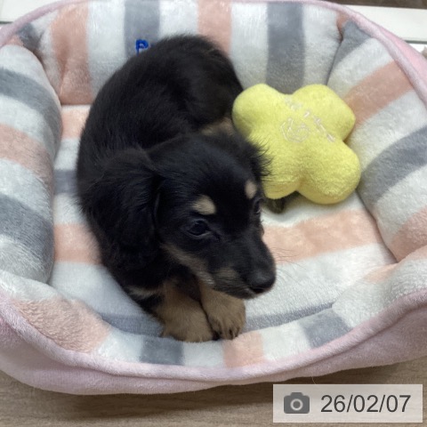 ミニチュア・ダックスフンドの写真