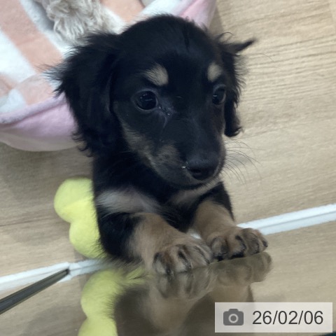 ミニチュア・ダックスフンドの写真