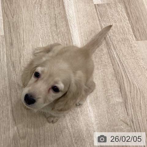 神奈川県のミニチュアダックスフンド(ロング) (ペットプラス 天王町店/2025年12月2日生まれ/女の子/イエロー)の子犬の3枚目の画像