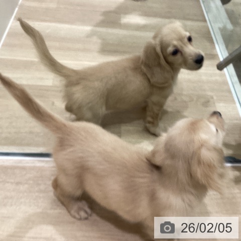 神奈川県のミニチュアダックスフンド(ロング) (ペットプラス 海老名店/2025年12月2日生まれ/女の子/イエロー)の子犬の4枚目の画像