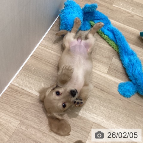 神奈川県のミニチュアダックスフンド(ロング) (ペットプラス 海老名店/2025年12月2日生まれ/女の子/イエロー)の子犬の3枚目の画像