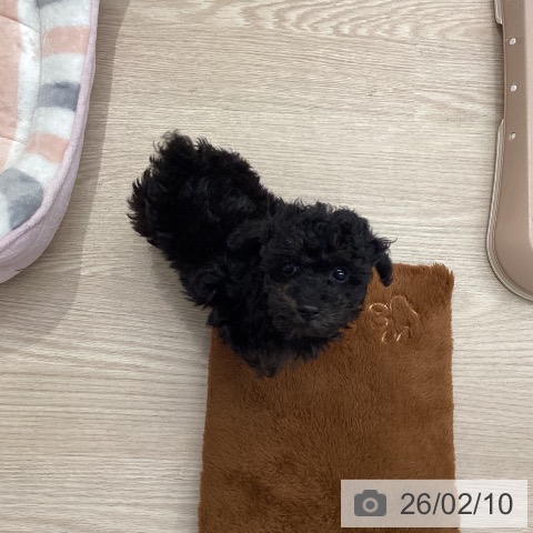 埼玉県のトイプードル(トイ) (ペットプラス 八潮店/2025年12月5日生まれ/男の子/ブリンドル)の子犬の3枚目の画像