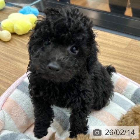 トイ・プードルの写真