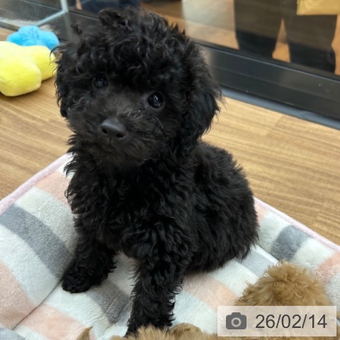 トイ・プードルの写真