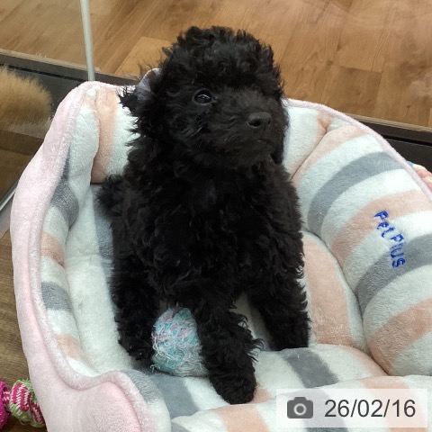 トイ・プードルの写真