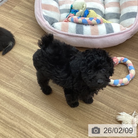 東京都のトイプードル(トイ) (ペッツワン 青梅インター店/2025年12月5日生まれ/男の子/ブラック)の子犬の4枚目の画像