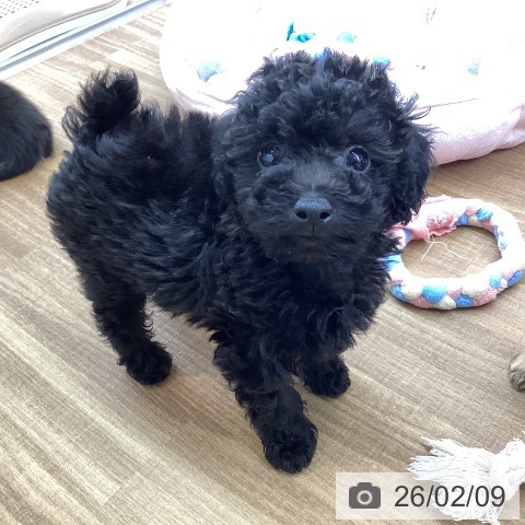 東京都のトイプードル(トイ) (ペッツワン 青梅インター店/2025年12月5日生まれ/男の子/ブラック)の子犬の3枚目の画像