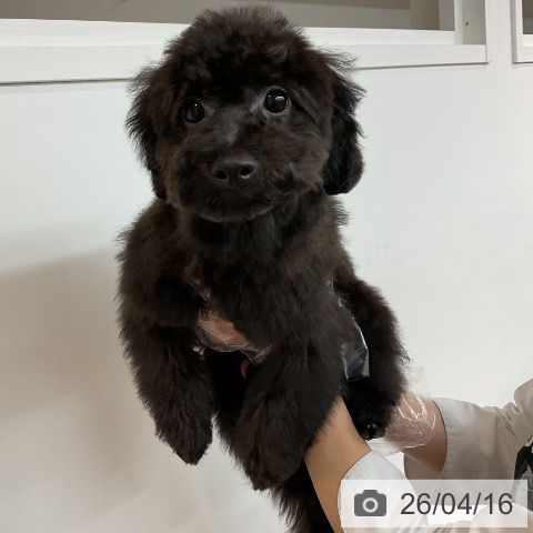 東京都のトイプードル(トイ) (ペッツワン 青梅インター店/2025年12月5日生まれ/男の子/ブラック)の子犬の3枚目の画像