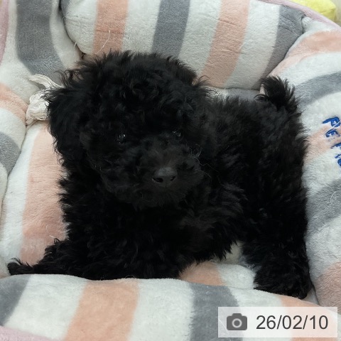 福岡県のトイプードル(トイ) (ペットプラス 香椎浜店/2025年12月5日生まれ/女の子/ブラック)の子犬の3枚目の画像