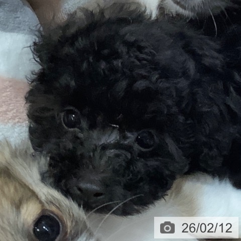 福岡県のトイプードル(トイ) (ペットプラス 香椎浜店/2025年12月5日生まれ/女の子/ブラック)の子犬の4枚目の画像